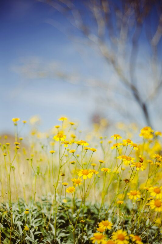 Yellow flowers lend cheer in the biodiversity sphere.