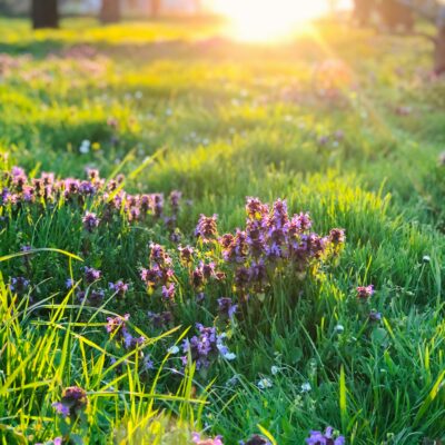 Biodiversity is a living system in the wild, or even urban spots.