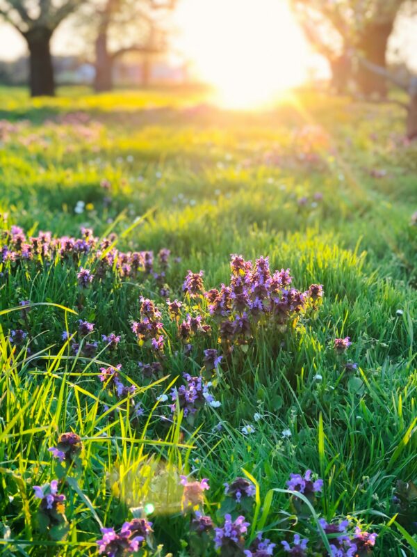 Biodiversity is a living system in the wild, or even urban spots.