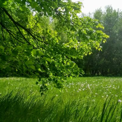 Why is biodiversity important?