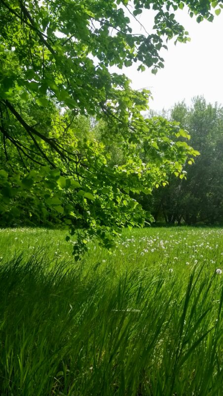 Why is biodiversity important?