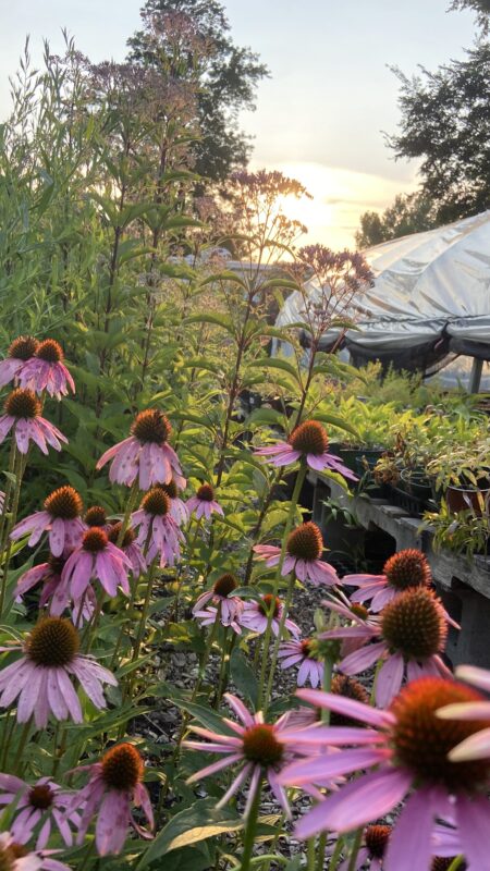 Butterfly habitat is gorgeous