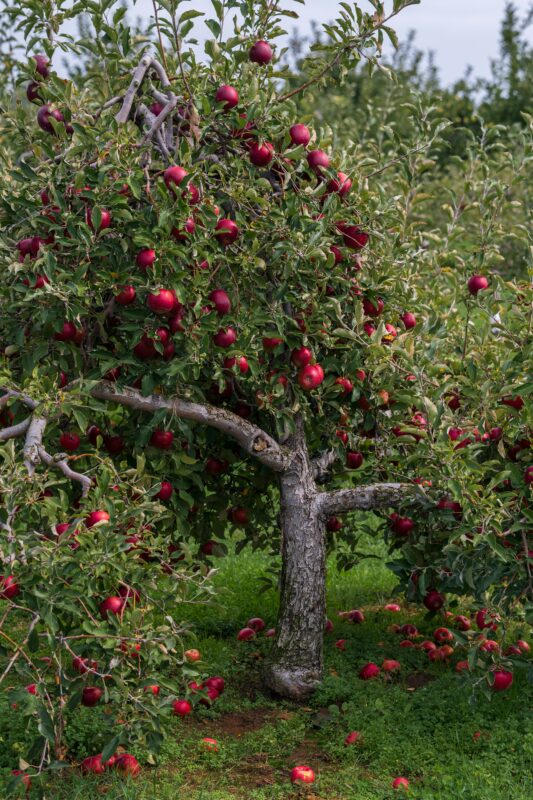 Apple orchard beauty.