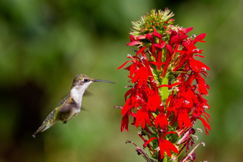 Cardinal Lobelia (Lobelia cardinalis) sparkles brightly in any light.