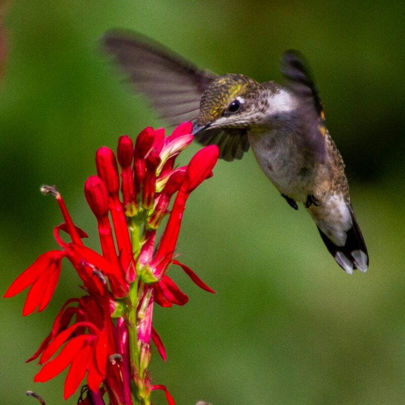Cardinal Lobelia, aka "Cardinal Flower" is one of the brightest reds in native American flora.