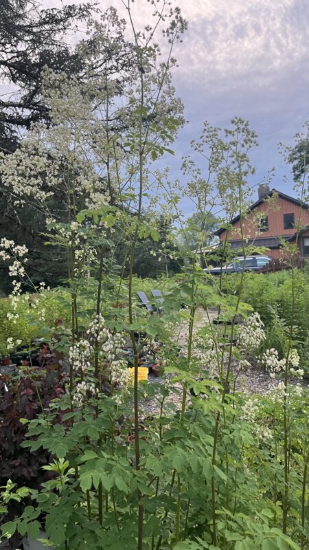King of the Meadow (Talictrum pubescens) is a gorgeous native wildflower for dewy shade gardens.