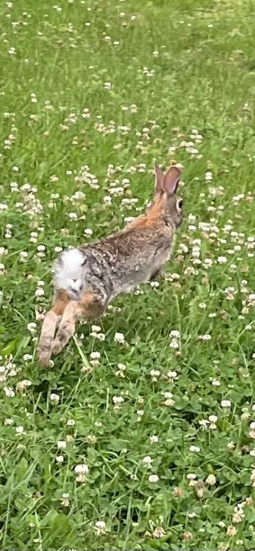 Action shot of a cute Eastern cottontail bunny running away!