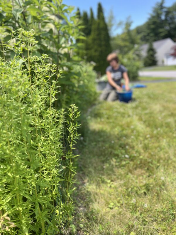 Habitat restoration landscaping.