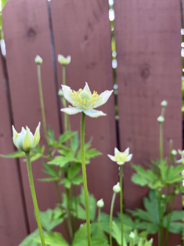 Thimbleweed (Anemone virginiana) is a gorgeous plant!