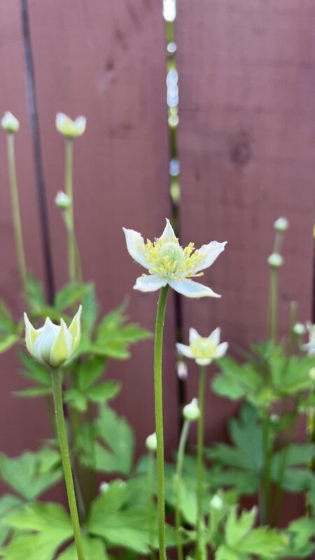 Thimbleweed (Anemone virginiana) is beautiful!