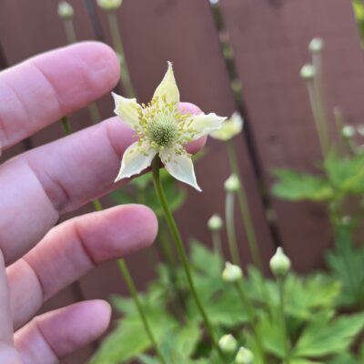 Thimbleweed (Anemone virginiana).