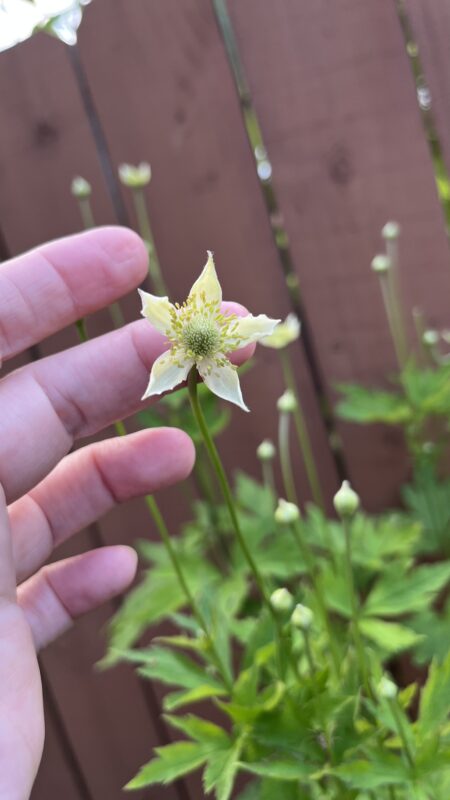 Thimbleweed (Anemone virginiana).