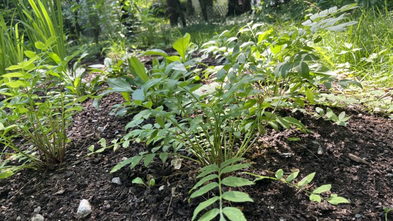 Healthy soil equals healthy plants.