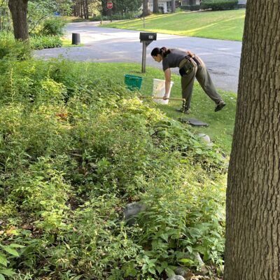 Low maintenance hillside gardens in shade.