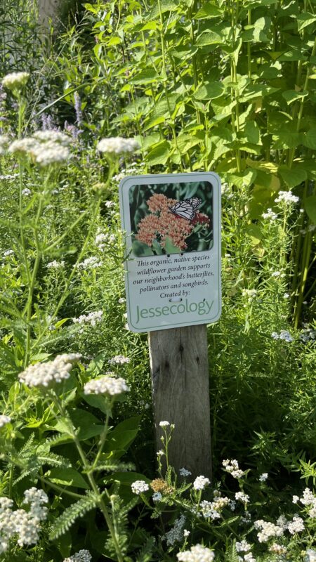 Beautiful native plants garden.