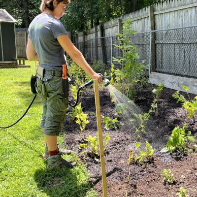 How to replace your lawn with native plants.