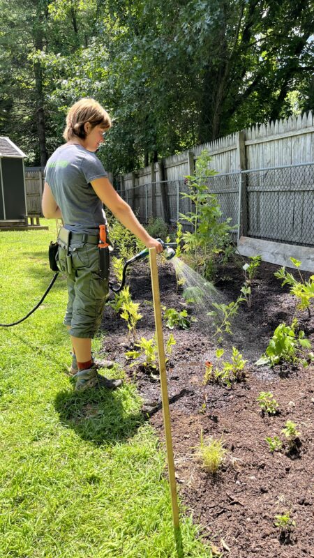 How to replace your lawn with native plants.