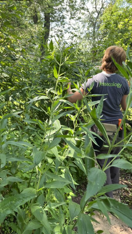 Meadow landscaping is a fun transformation of land management ethos sweeping the suburban nation.