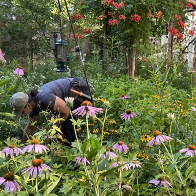 Low maintenance front yards are the future of habitat restoration efforts, and landscaping too!