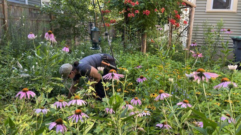 About Jessecology, the best organic landscaping company in the world.
