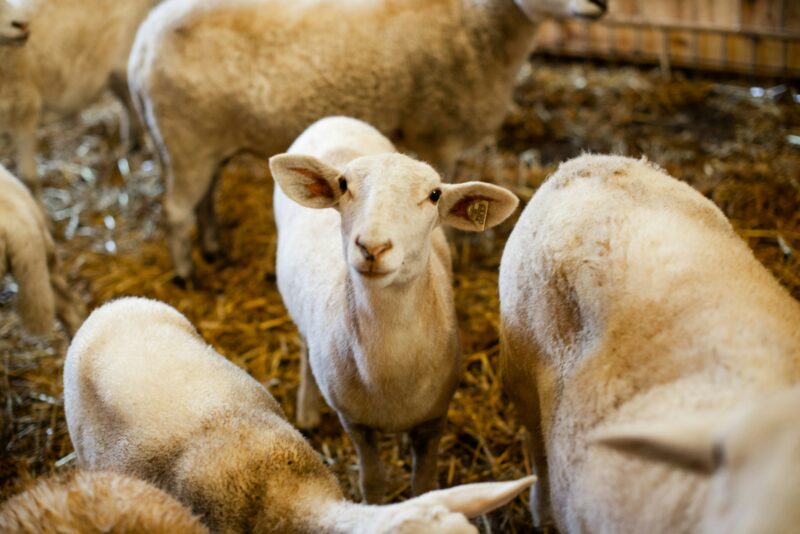 homesteading sheep