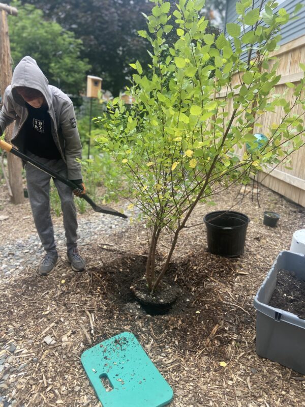 A common landscaping mistake is failure to imagine mature tree sizing.