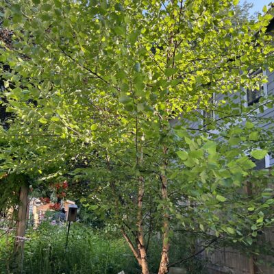 Beautiful, mature River Birch is one of the fast growing trees.