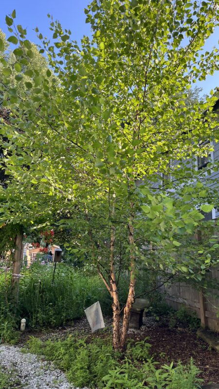 Beautiful, mature River Birch tree.