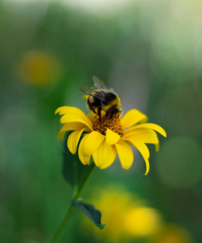 A bumblebee does open pollination on a yellow native flower.