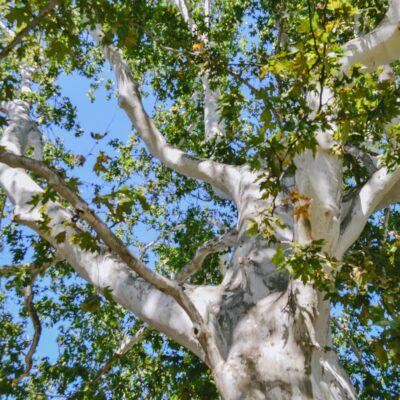 The Sycamore tree is exquisite