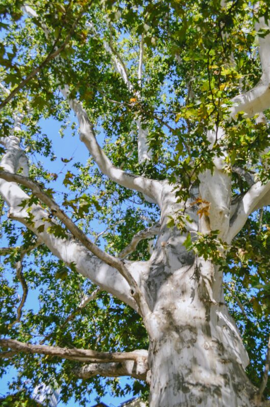 The Sycamore tree is exquisite