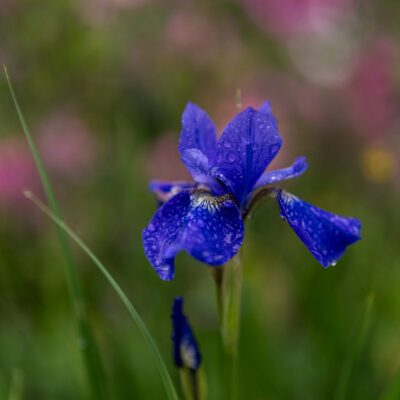 Bulbs to plant in fall.