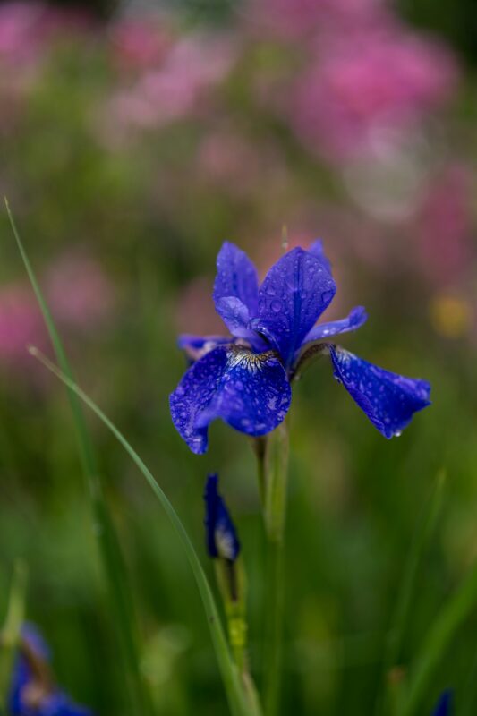 Bulbs to plant in fall.