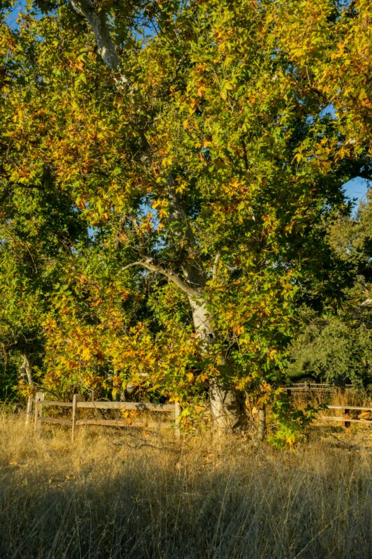 Sycamore in cameo.