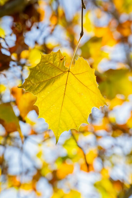 Sycamore trees leaf in autumn.