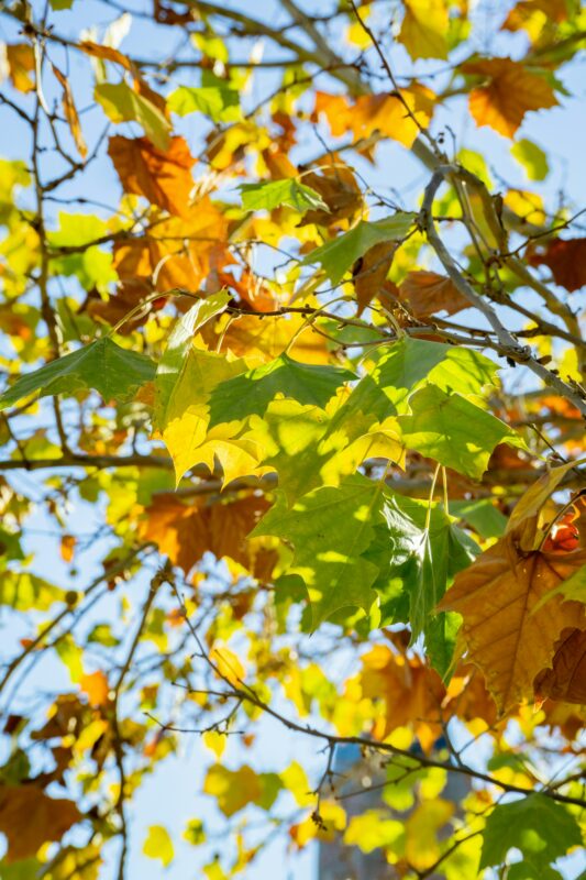 The speckled leaves of Sycamore in September are stunning.