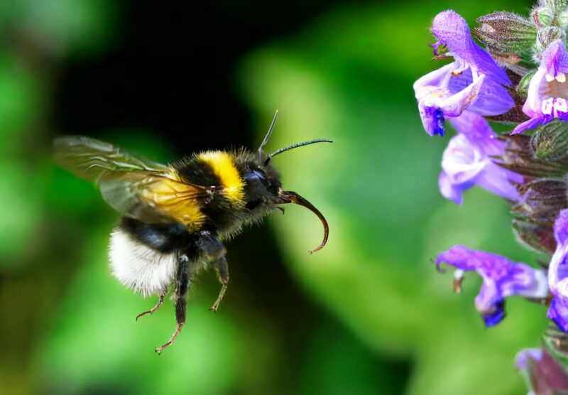 Open pollinated