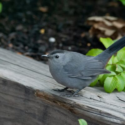 How much mulch do I need? The catbird doesn't care.