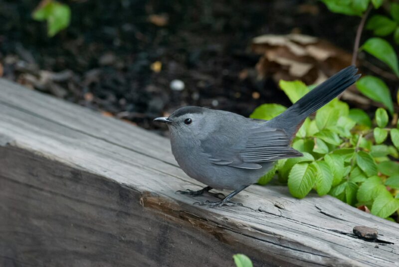 How much mulch do I need? The catbird doesn't care.