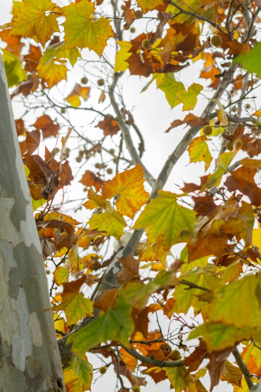 Sycamore trees are pretty.