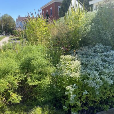 Wildflowers, butterflies + beauty landscaping.