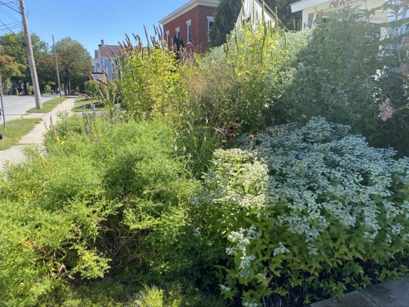 Wildflowers, butterflies + beauty landscaping.
