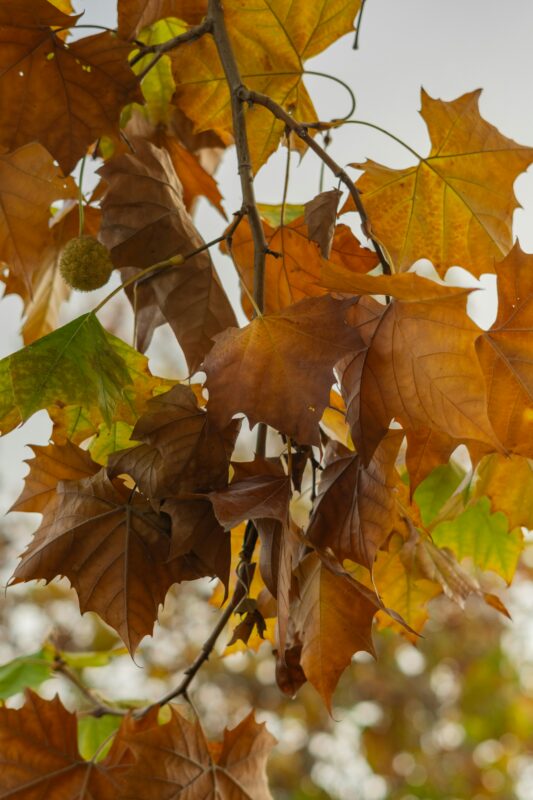 Sycamore leaves.