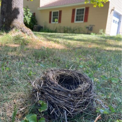 Preparing your garden for winter: treasure hunting.