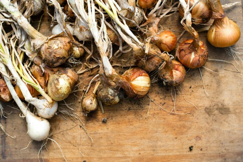 Plant onions in fall.