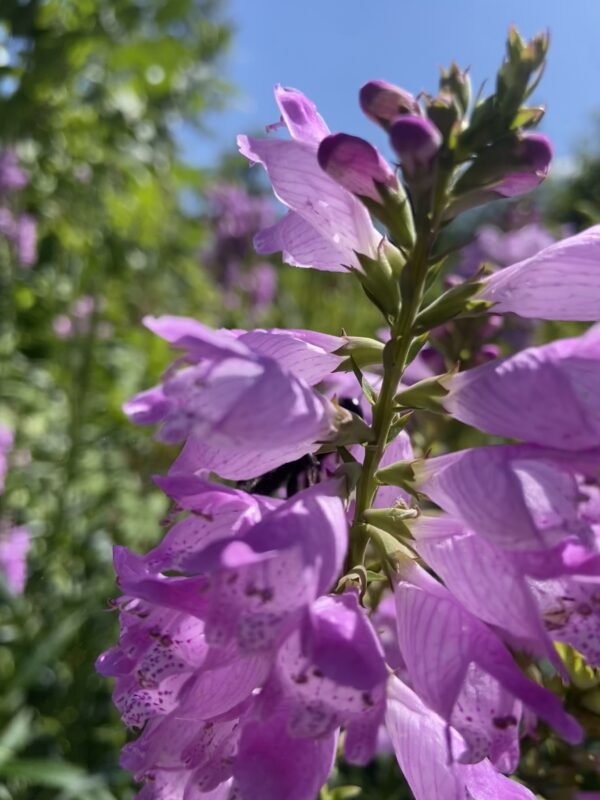 Fall Obedient Plant