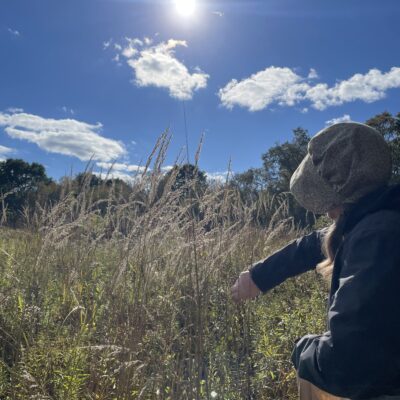 Plant wildflower seeds in fall.