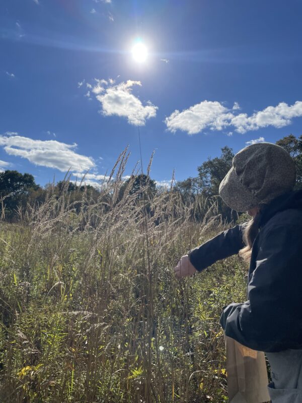 Plant wildflower seeds in fall.