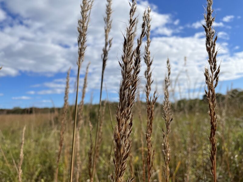 Native grass seed.