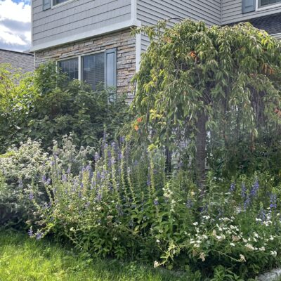 How to get rid of ticks from your yard.